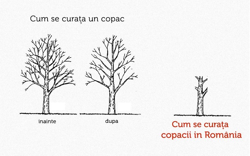 cum se curata un copac