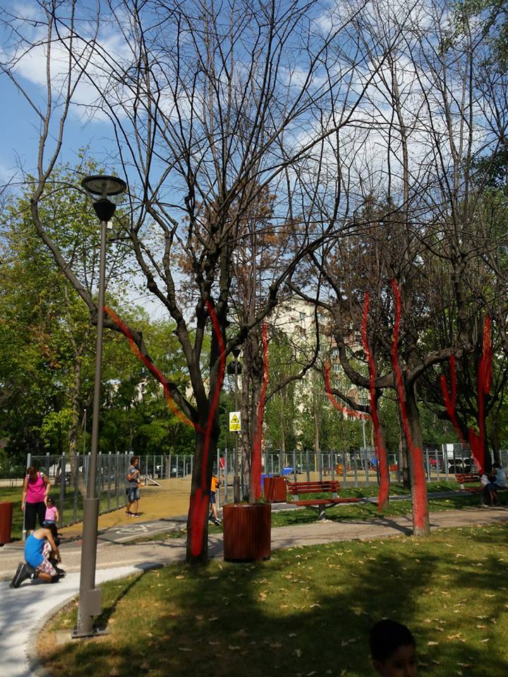 Arbori uscati Drumul Taberei - 10