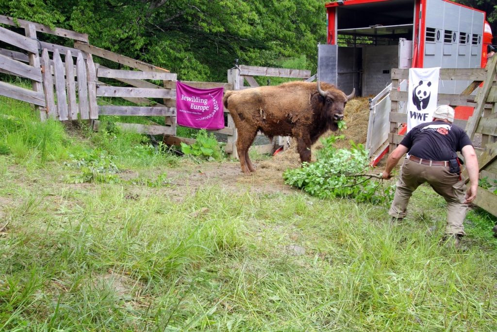 Bison release in the Southern Carpathians rewilding area, Romania
