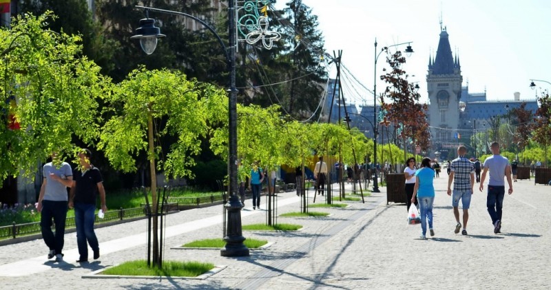 Iașul civic merge până la capăt cu replantarea teilor! Ce recomandări de detaliu au trimis Primăriei