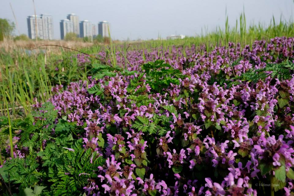 Sute de hectare de teren scump din București au devenit invizibile. Doar samsarii imobiliari le pot vedea