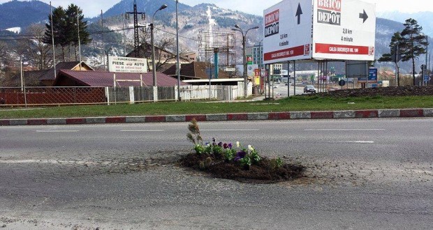A înflorit un crater de pe DN1A. Moda panseluţelor plantate în gropile de pe şosele se extinde