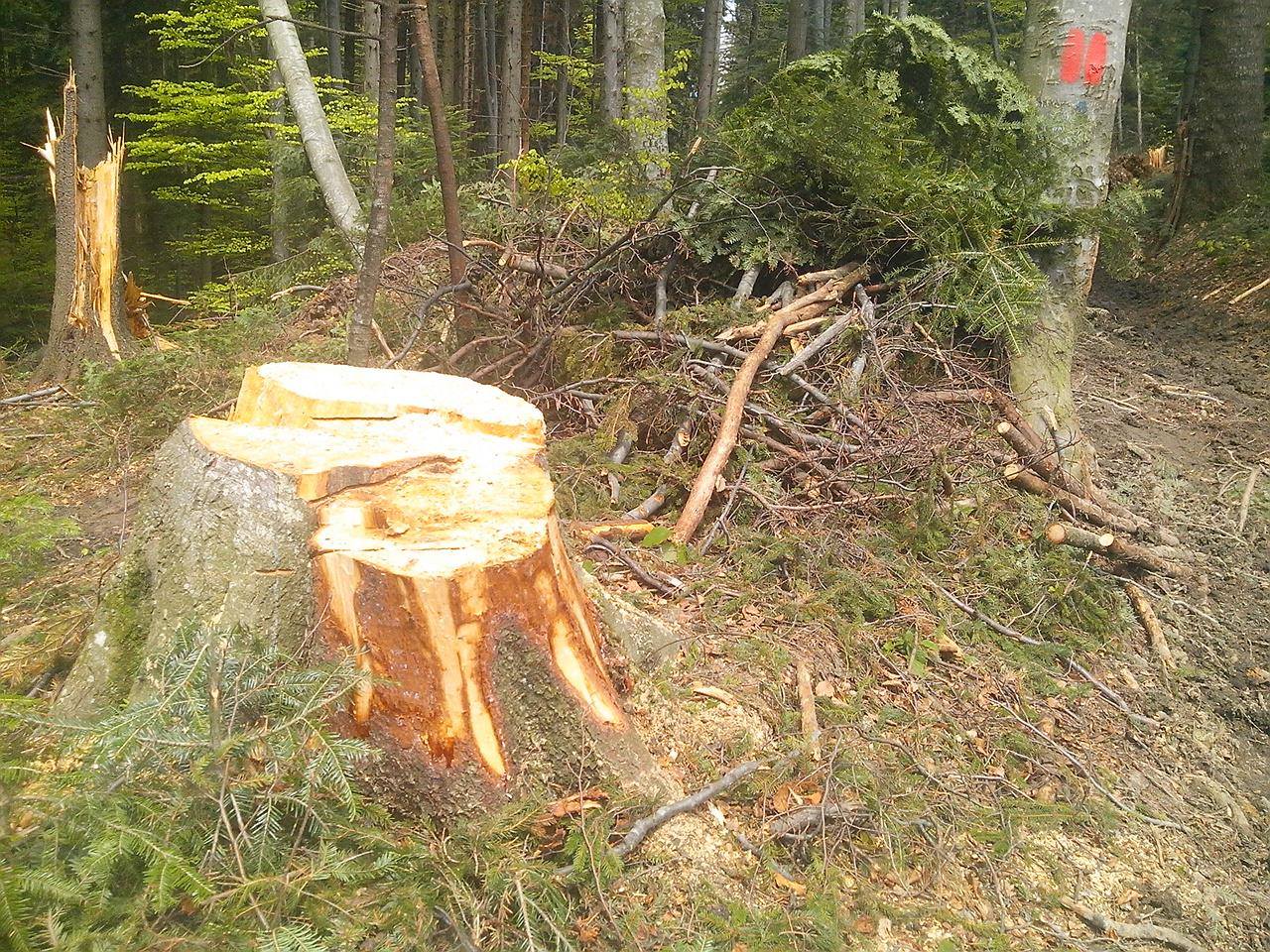 “Silvicultorii anonimi” extrag 40.000 de mc de lemn din pădurile Braşovului. Dezastru în urma lor, pe traseele turistice (Galerie FOTO)