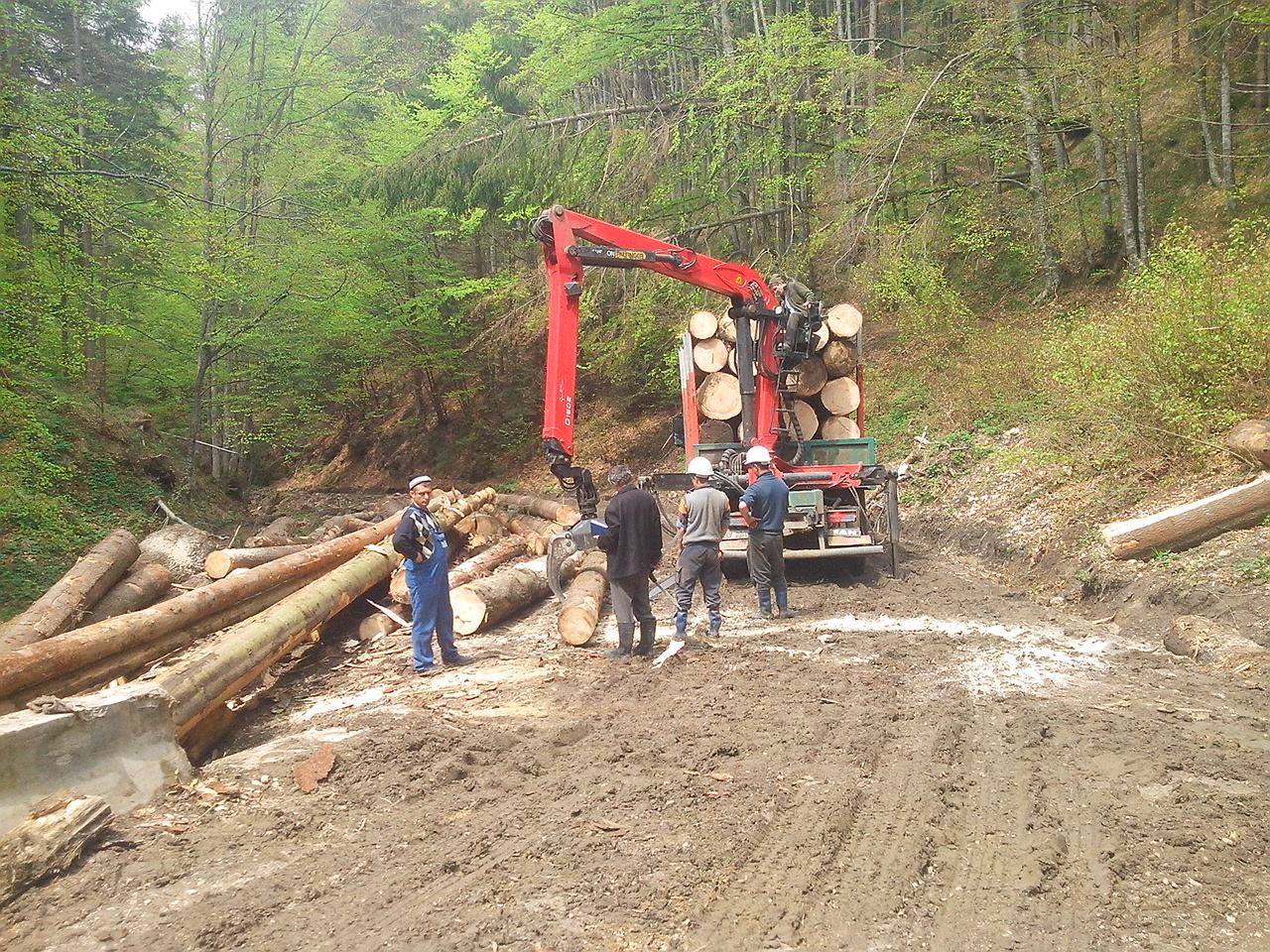 “Silvicultorii anonimi” extrag 40.000 de mc de lemn din pădurile Braşovului. Dezastru în urma lor, pe traseele turistice (Galerie FOTO)