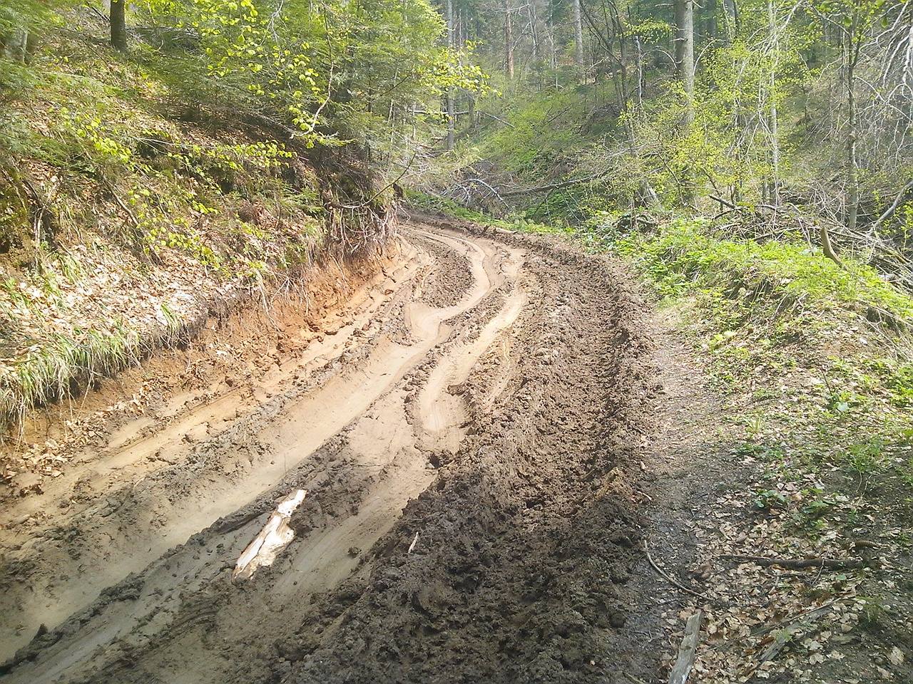 “Silvicultorii anonimi” extrag 40.000 de mc de lemn din pădurile Braşovului. Dezastru în urma lor, pe traseele turistice (Galerie FOTO)
