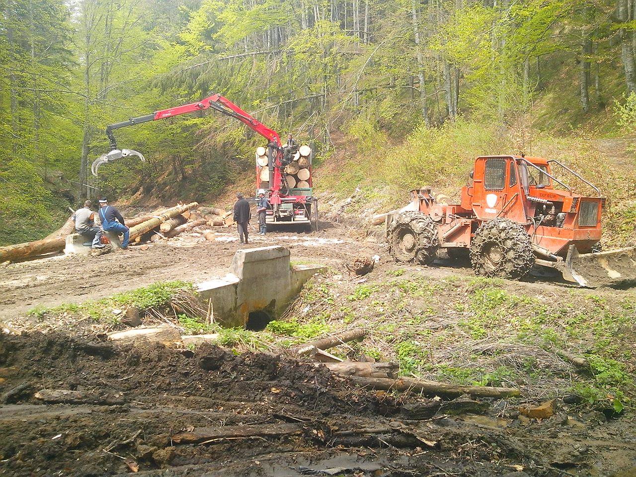 “Silvicultorii anonimi” extrag 40.000 de mc de lemn din pădurile Braşovului. Dezastru în urma lor, pe traseele turistice (Galerie FOTO)