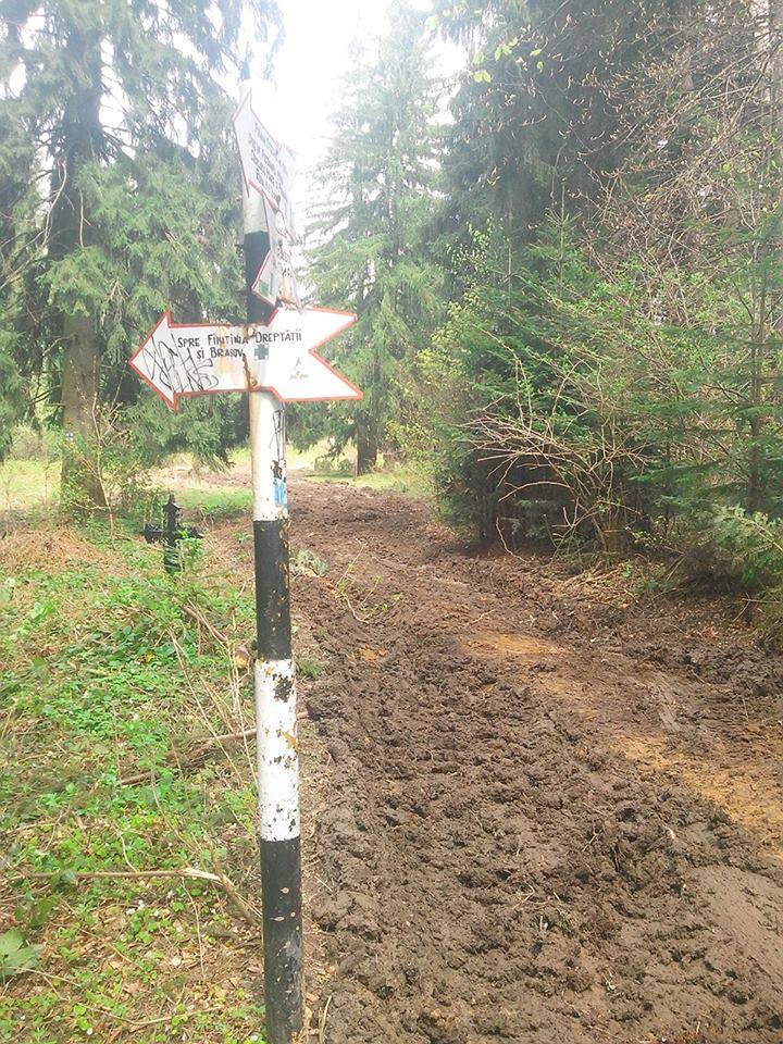 “Silvicultorii anonimi” extrag 40.000 de mc de lemn din pădurile Braşovului. Dezastru în urma lor, pe traseele turistice (Galerie FOTO)