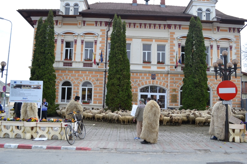 Cu oile la primărie. Ciobanii din Săcele îşi cer munţii înapoi