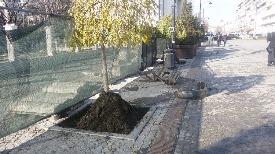 După aproape trei ani de la tăiere, teii se întorc în centrul Iașului. Peste 100 de arbori vor fi plantați în această săptămână