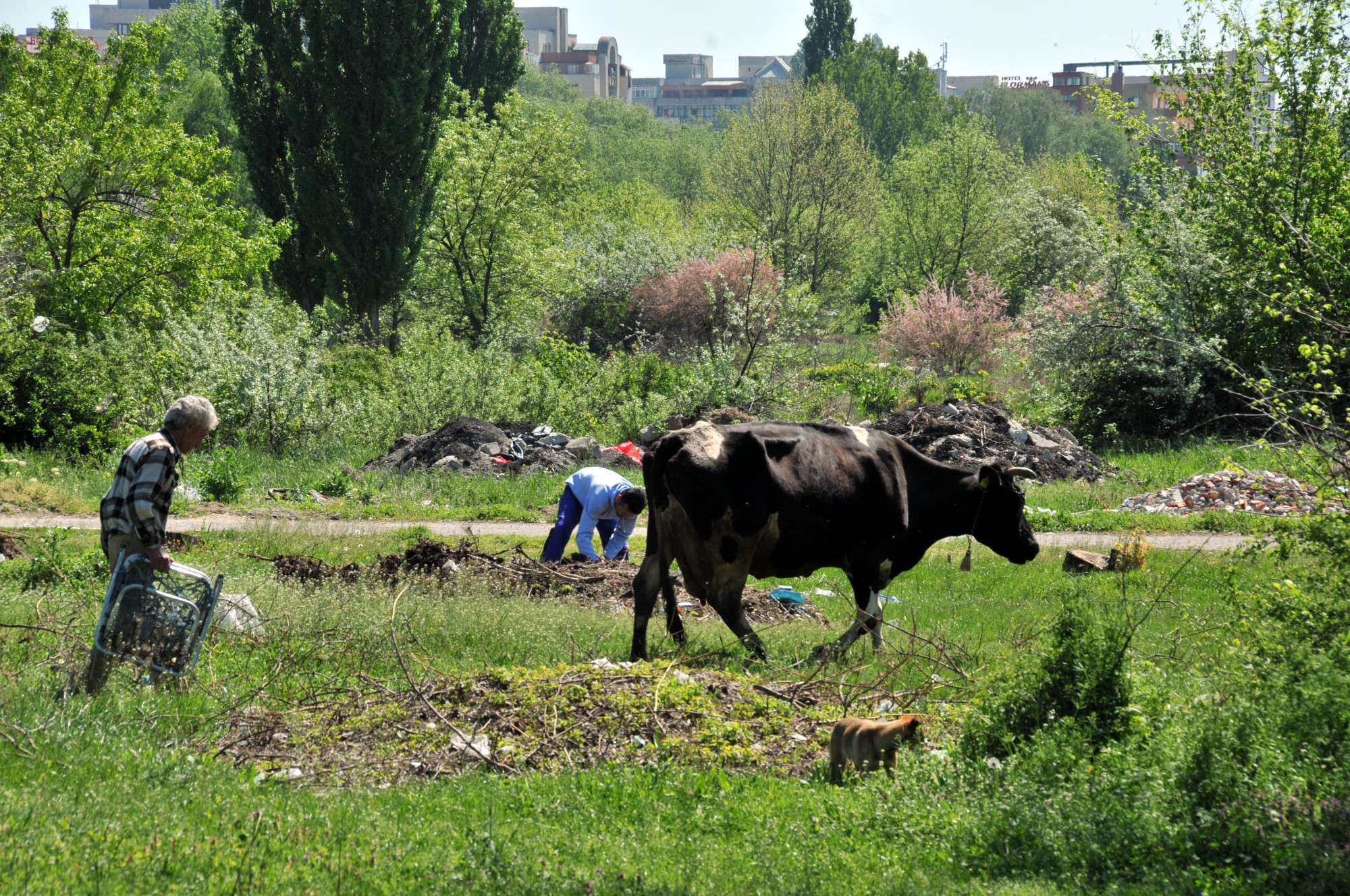 Turul Marilor Tunuri la Craiova, unde vacile pasc printre gunoaie lângă strada principală, deși se cheltuie zeci de milioane de euro pentru modernizare