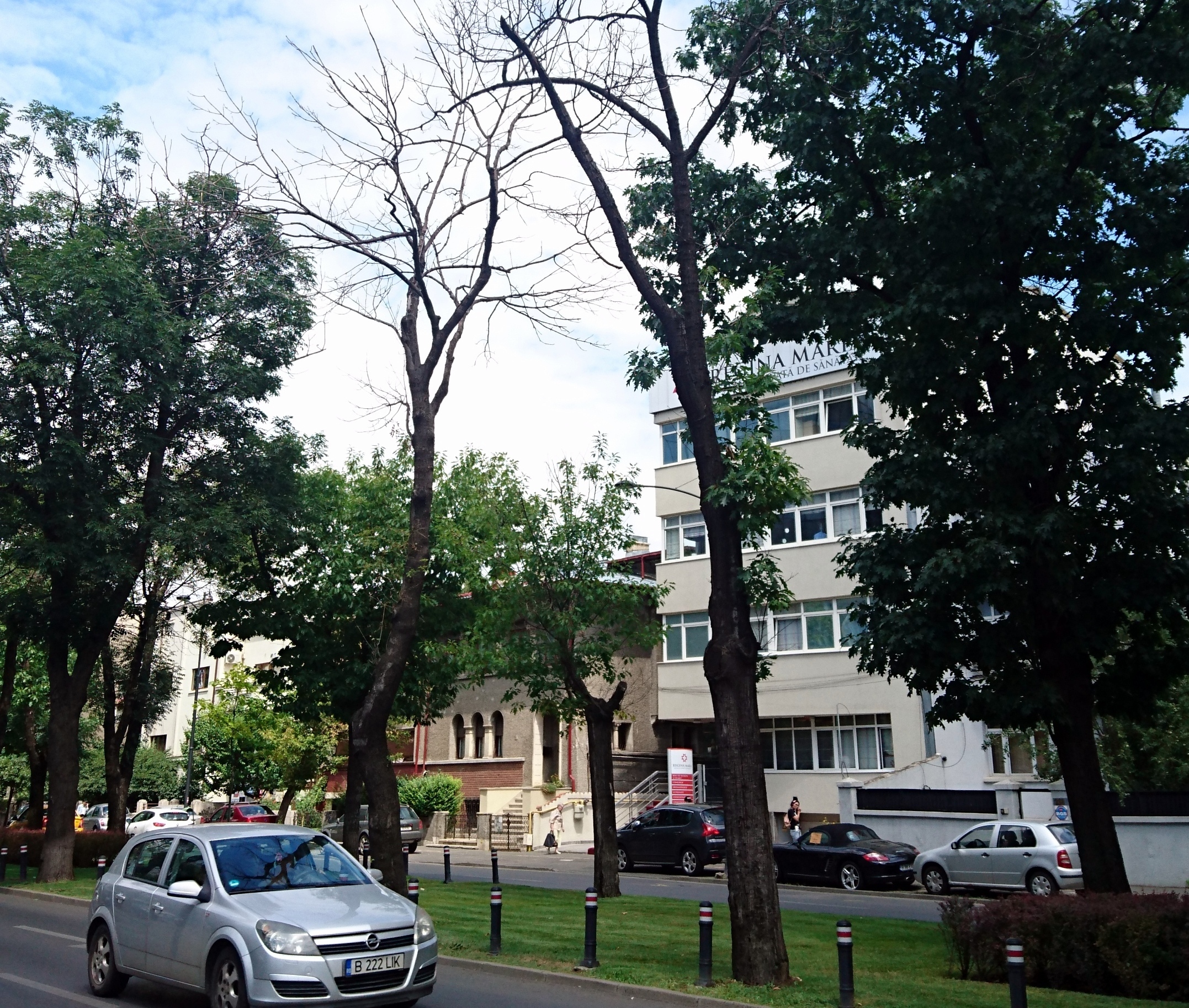 Aici e problema, doamna Firea! În timp ce Primăria taie copaci verzi, Bucureştiul e plin de arbori uscaţi