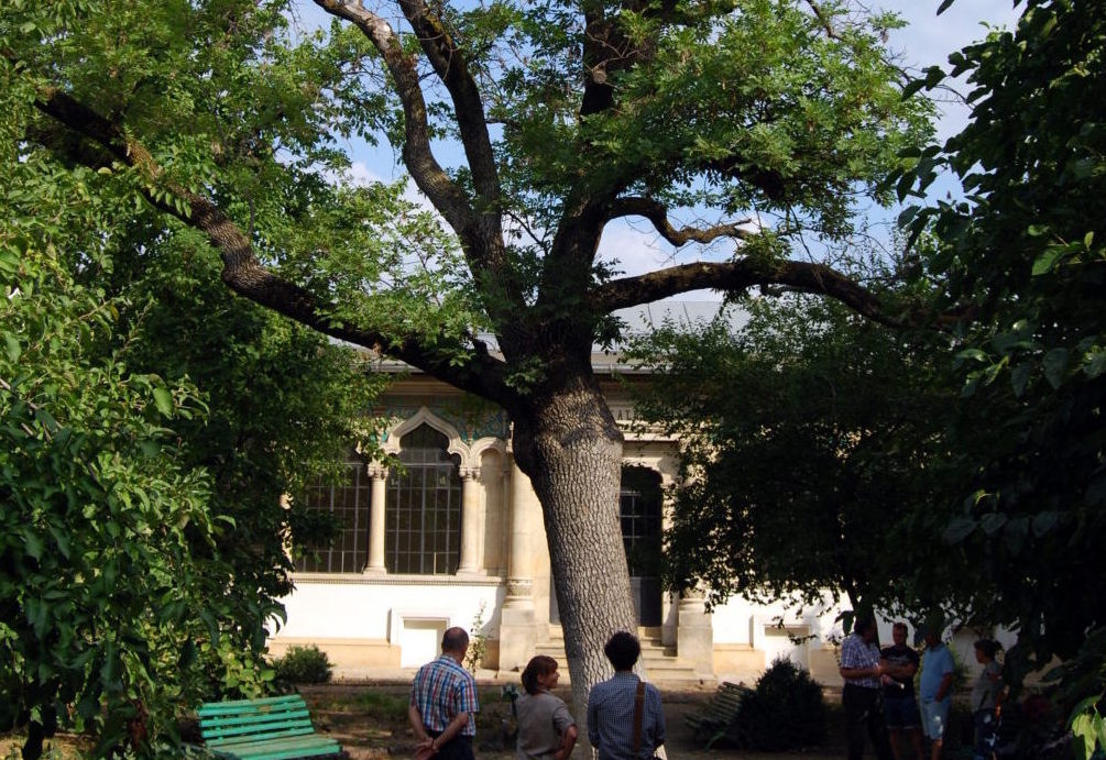 Mobilizare pentru salvarea  unui frasin vechi de 125 de ani, simbolul Școlii Centrale din Capitală