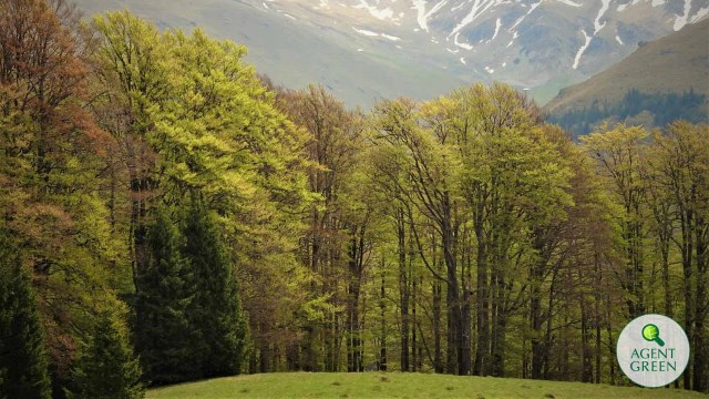 Agent Green: Cele mai mari fabrici de procesare a lemnului spun NU lemnului din parcurile naționale și din pădurile virgine