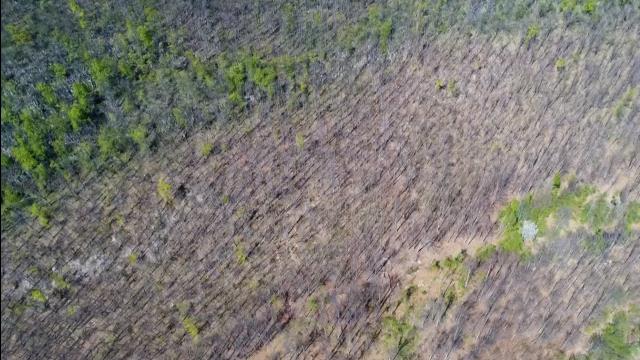 EXCLUSIV. Agent Green publică dimensiunea exploatărilor criminale din Parcurile Naționale din România