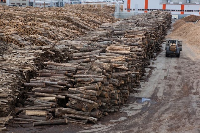 Presiuni din partea industriei lemnului pentru o creștere uriașă a tăierilor de păduri din România! Și ce ne spune asta (de bine) despre tăierile ilegale