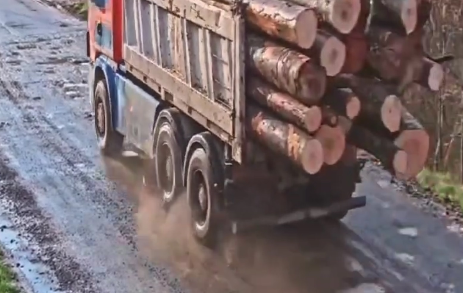 PE FAȚĂ! Camioane pline cu bușteni, filmate fără numere de înmatriculare sau cu numerele de înmatriculare ascunse, într-una din zonele cele mai devastate de tăierile ilegale de păduri
