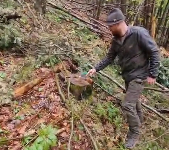 Tăieri ilegale descoperite în prima pădure certificată pentru servicii ecosistemice din România și în zona de protecție a unei păduri UNESCO (VIDEO)