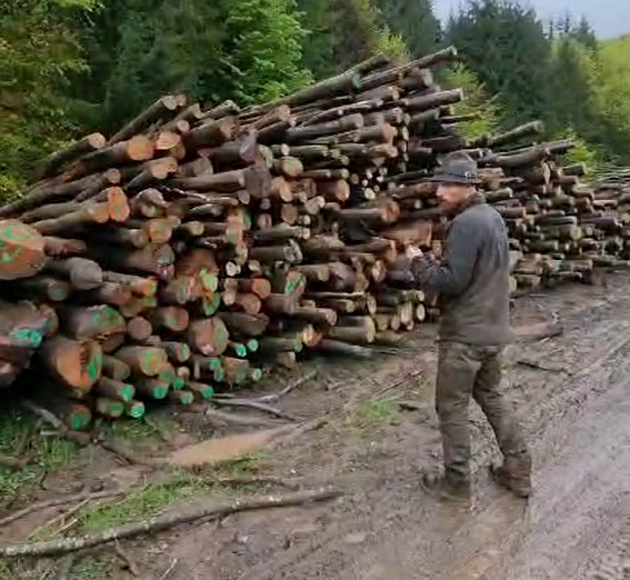 Am găsit copacii tăiați ilegal din prima pădure cu certificare FSC din România, de lângă o pădure UNESCO (VIDEO)