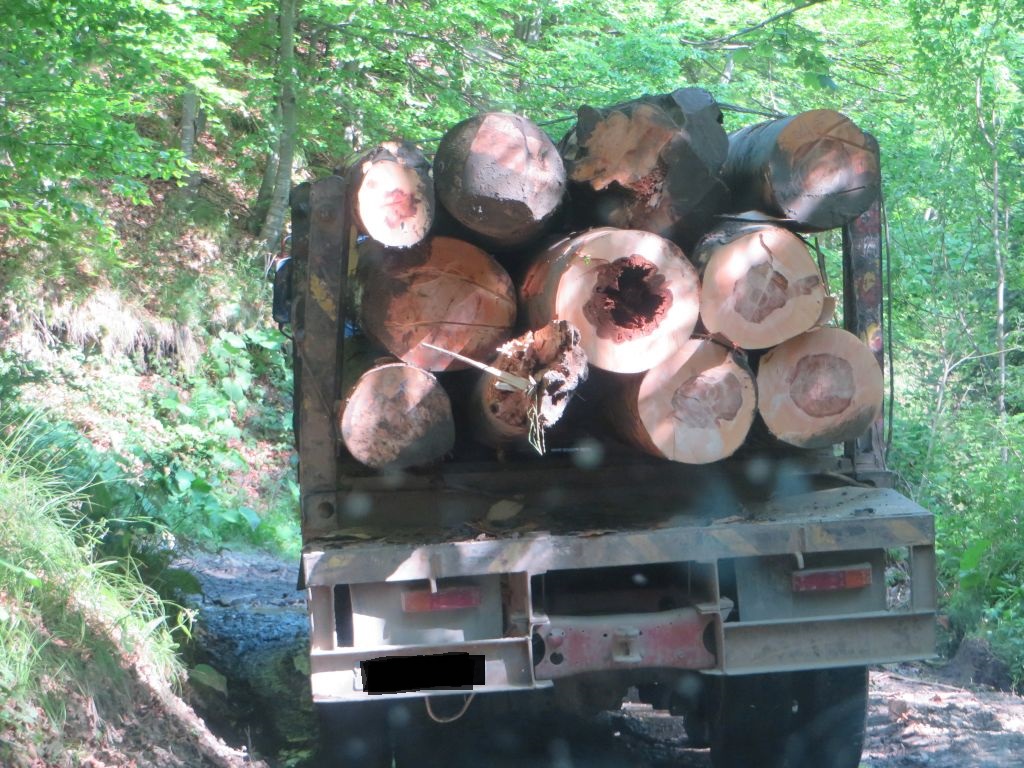 Peste 15.000 de semnături, după prima zi, pe petiția lansată de România Curată și Declic pentru confiscarea camioanelor hoților de lemne. SEMNEAZĂ ȘI TU!