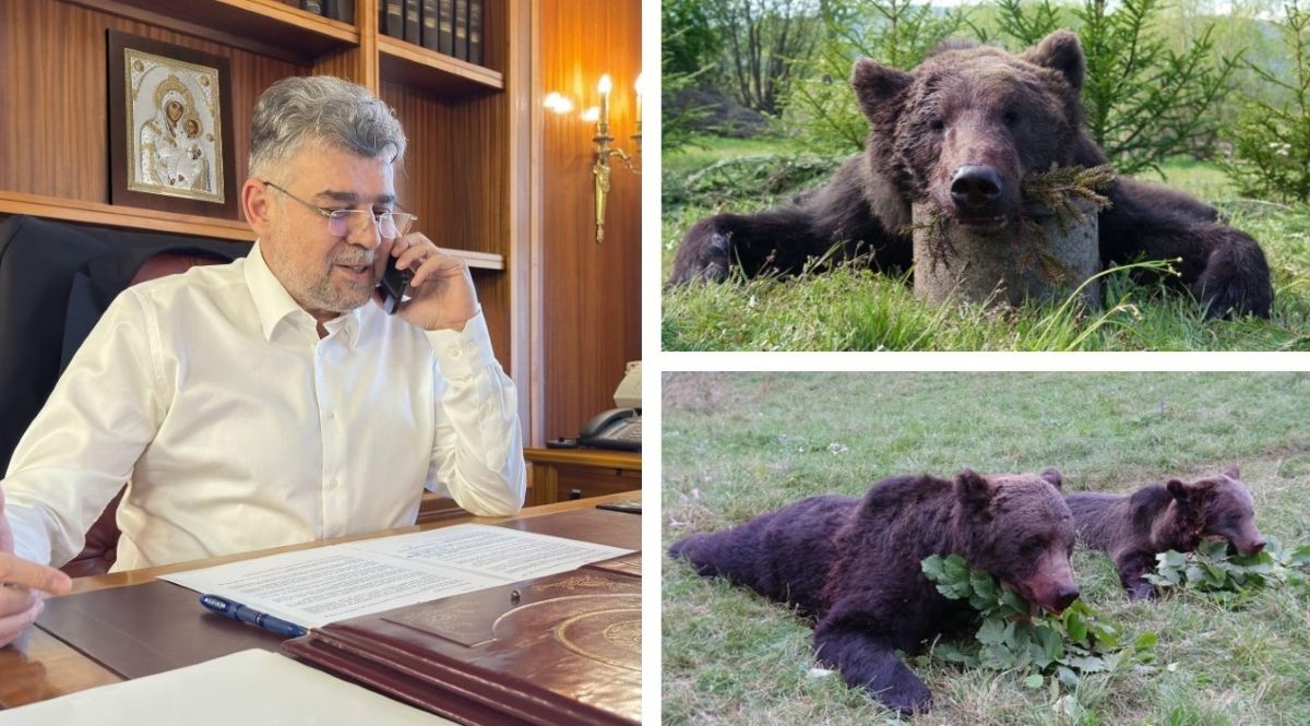 Marcel Ciolacu, dă liber la împușcat urșii trofeu, sub pretextul protejării vieții oamenilor. Foto: colaj România Curată