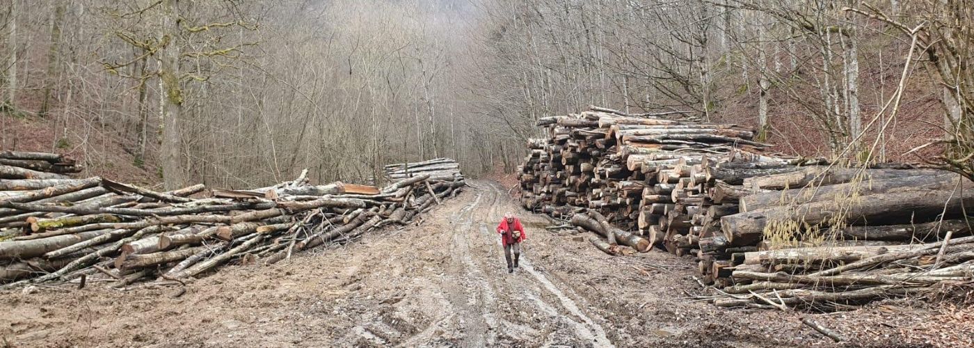 Tăieri în Parcul Național Semenic - Cheile Carașului, 2020