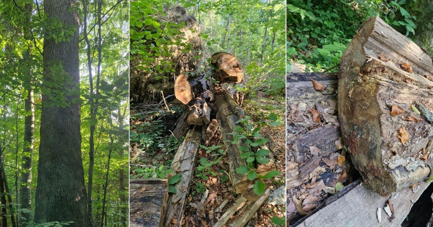 Furturi și distrugeri în zona de protecție a pădurilor UNESCO din Maramureș