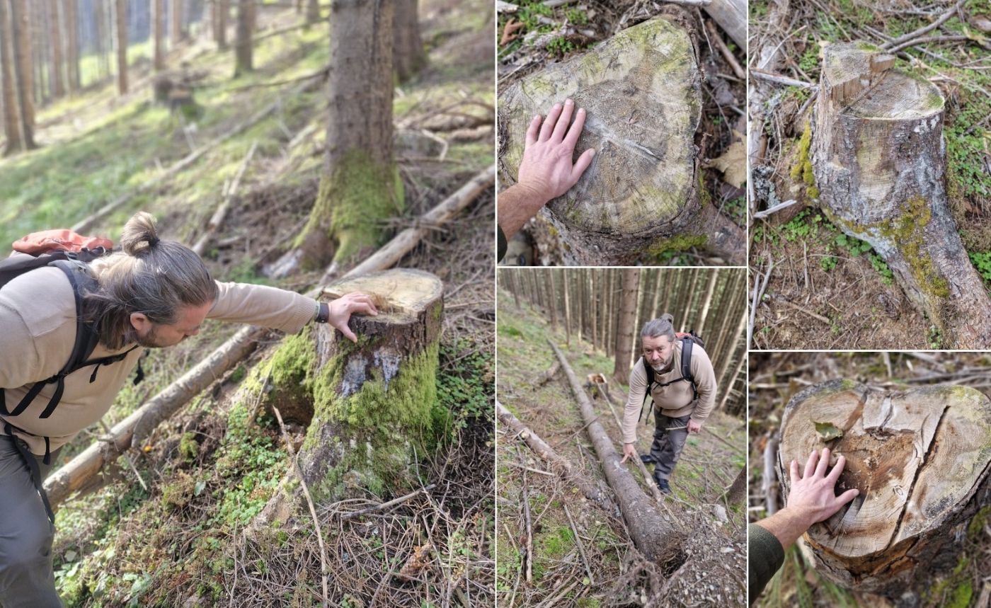 Mihai Goțiu, documentare tăieri ilegale, OS Vișeu (Romsilva), Clanul Cofenilor. Foto: Horea Petrehuș (Asociația Valori Superioare)