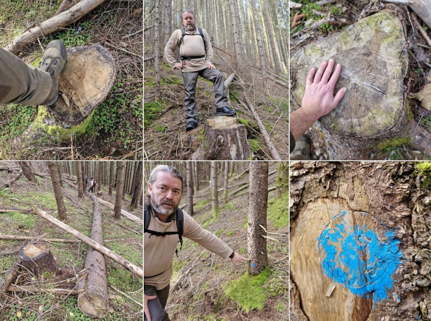 Metoda răriturilor de furt de lemne, Mihai Goțiu. Foto: Horea Petrehuș (Asociația Valori Superioare)