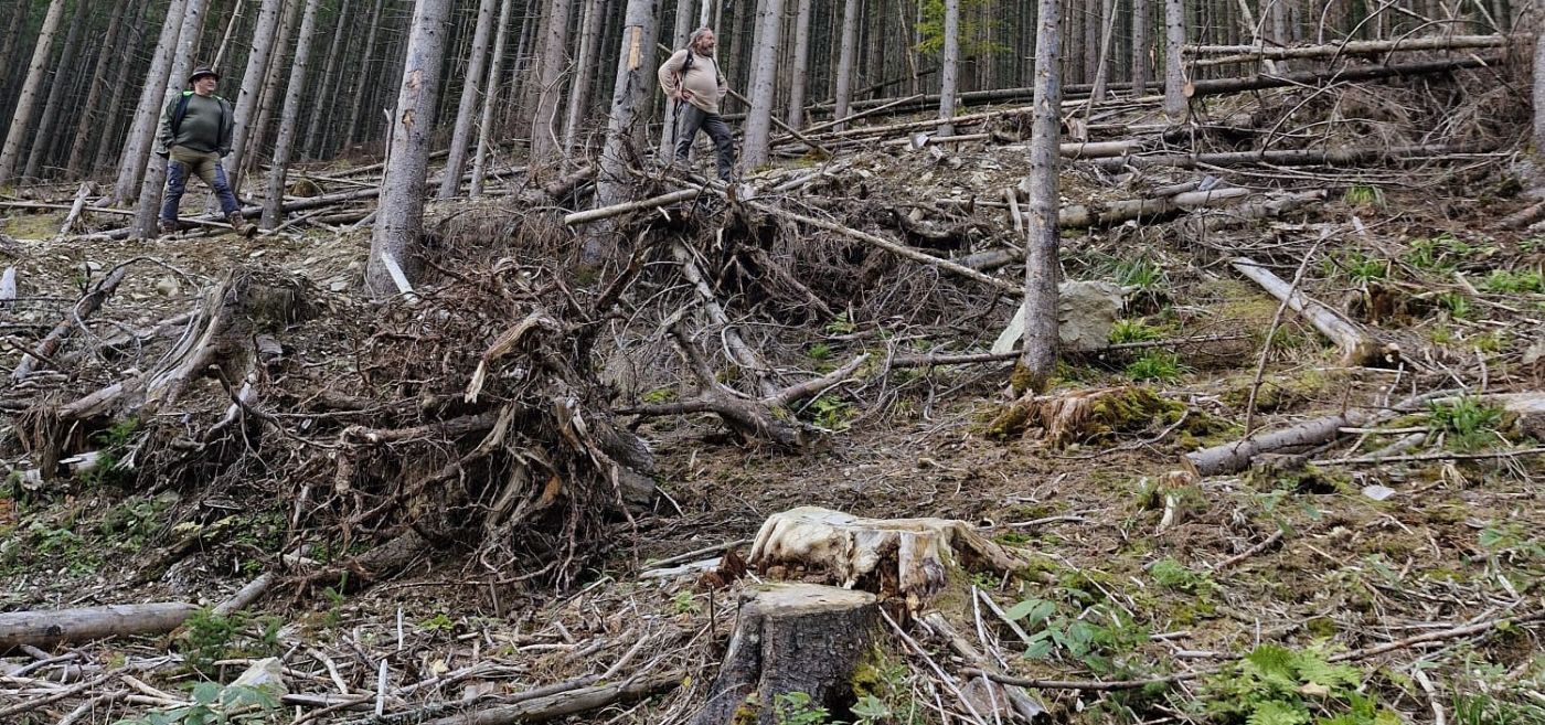 Investigație România Curată și Asociația Valori Superioare, tăieri ilegale, OS Vișeu (Romsilva). Foto: Horea Petrehuș