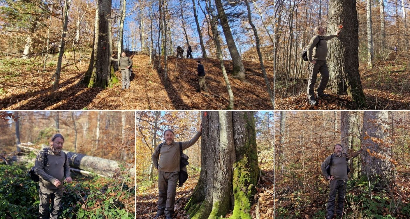 Mihai Goțiu, la delimitat zona de protecție a Codrilor Seculari de la Strâmbu Băiuț (Maramureș), incluși în UNESCO