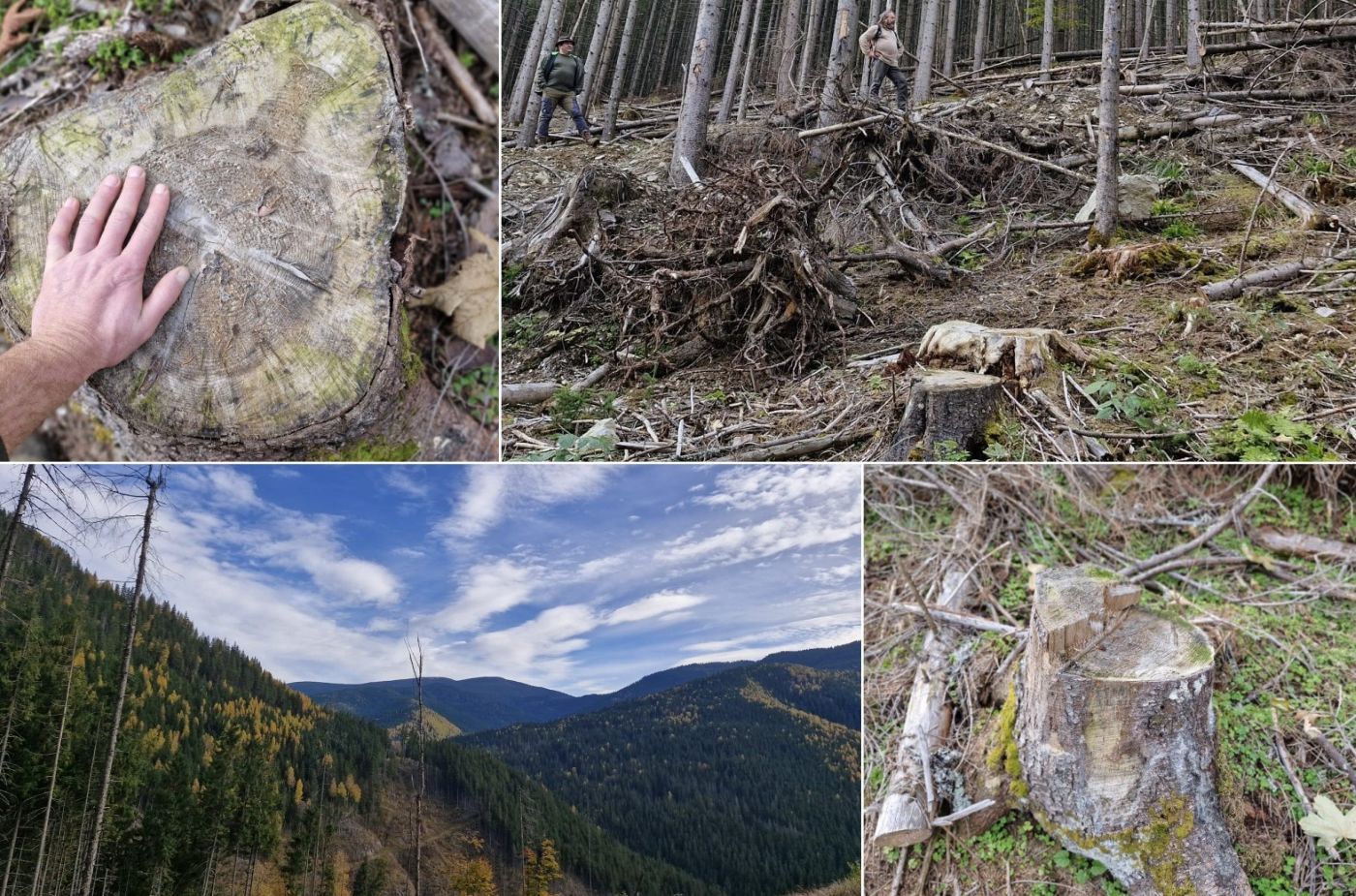 Tăieri ilegale pe raza Ocolului Silvic Vișeu