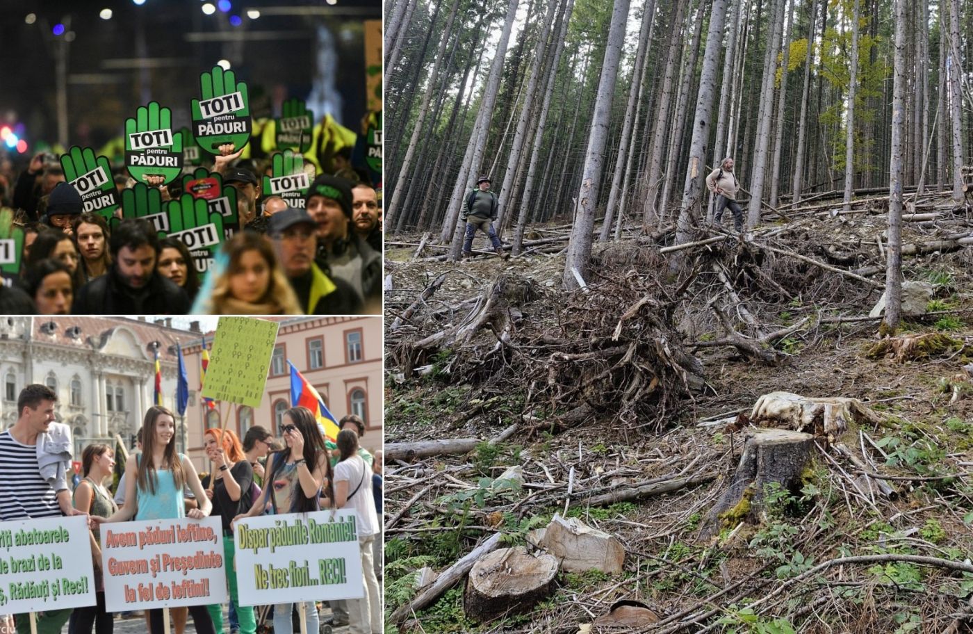 Tăieri ilegale, proteste pentru păduri, IFN ciclul III