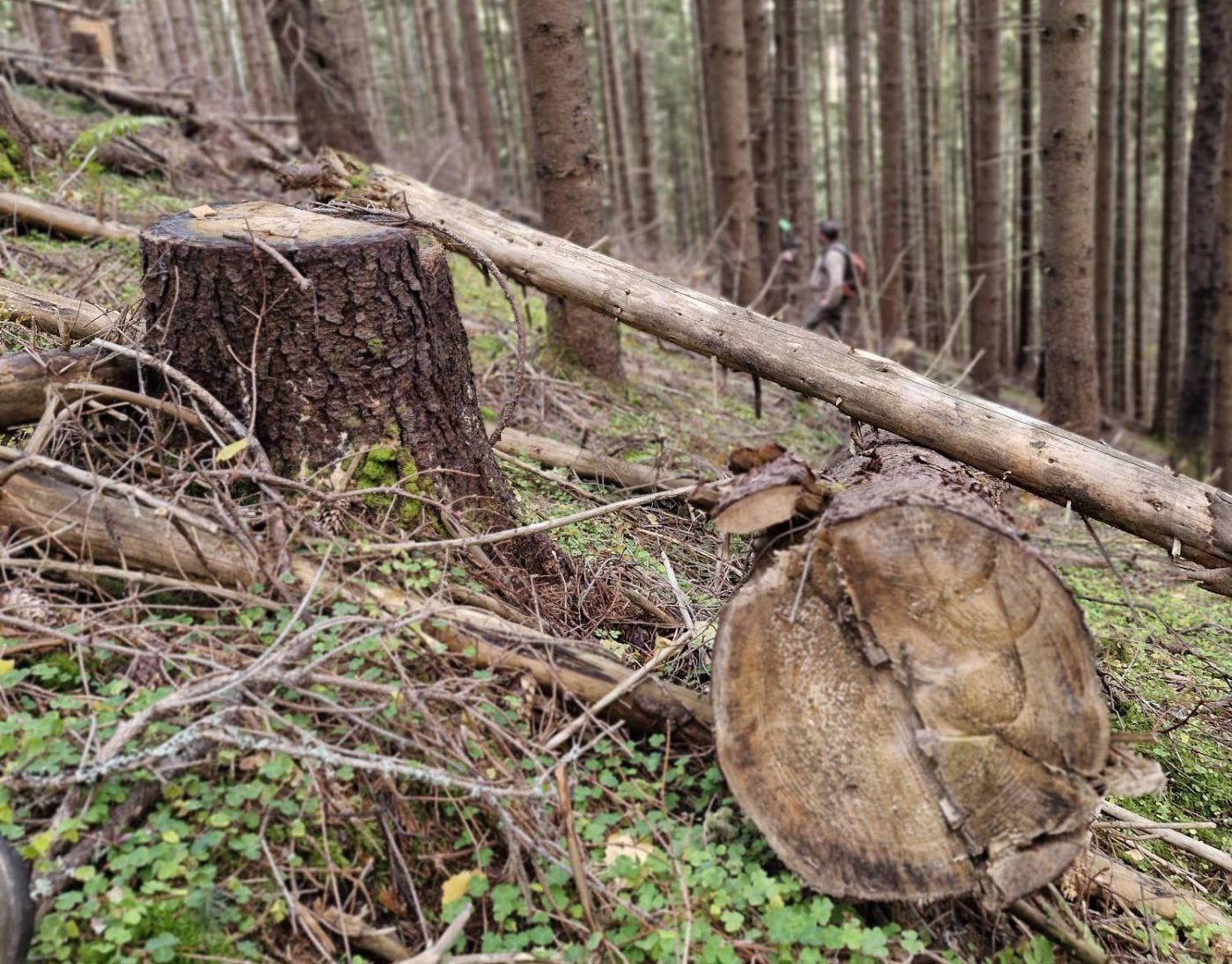 Tăieri ilegale, Romsilva, Direcția Silvică Maramureș, Ocolul Silvic Vișeu