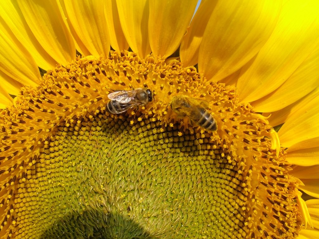 Albine pe floarea soarelui. Eco Ruralis și ROMAPIS anulează derogările pentru pesticidele neonicotinoide