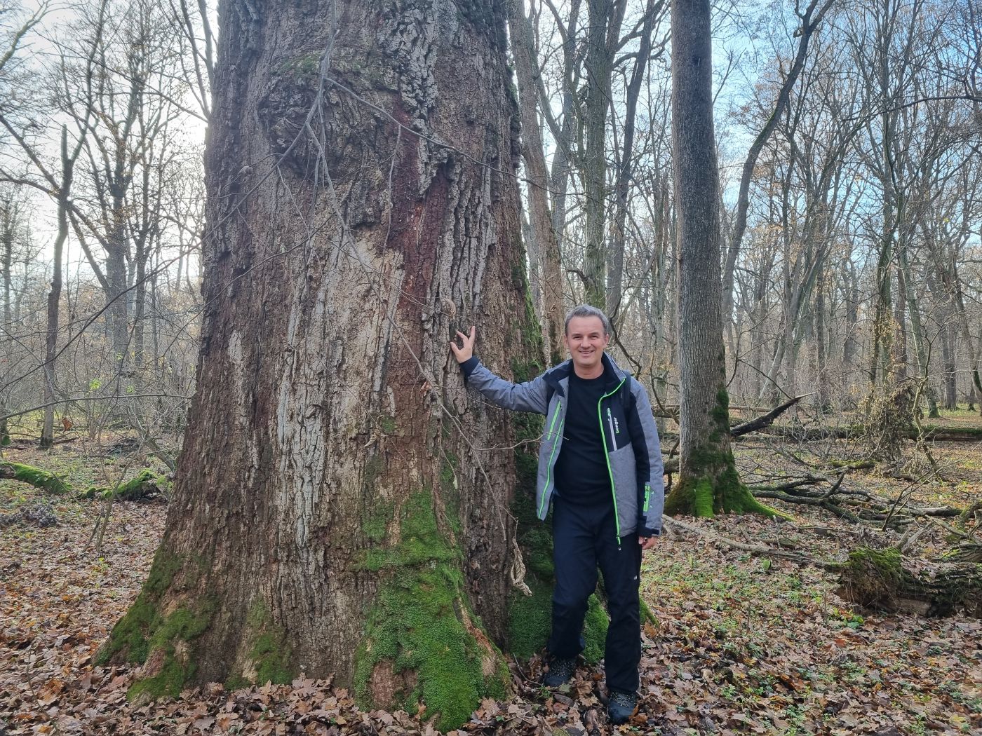 Călin Dejeu, arbore secular Zamostea