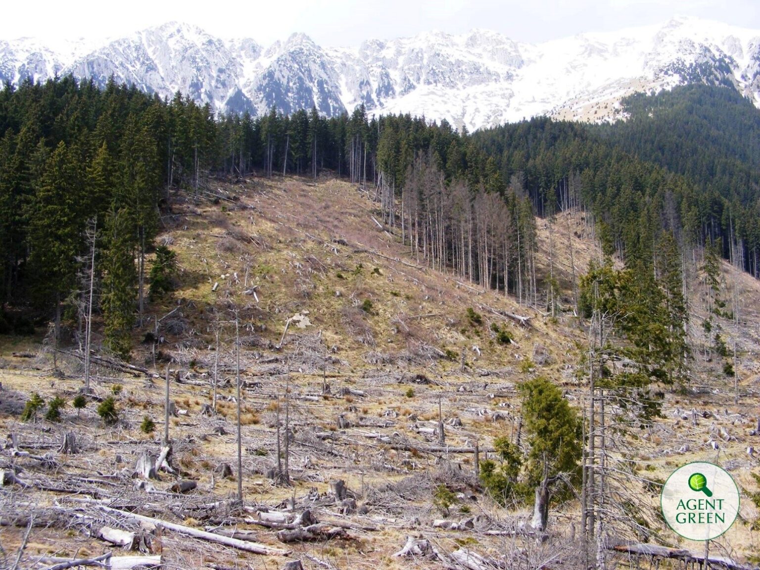 Pădure rasă, Agent Green