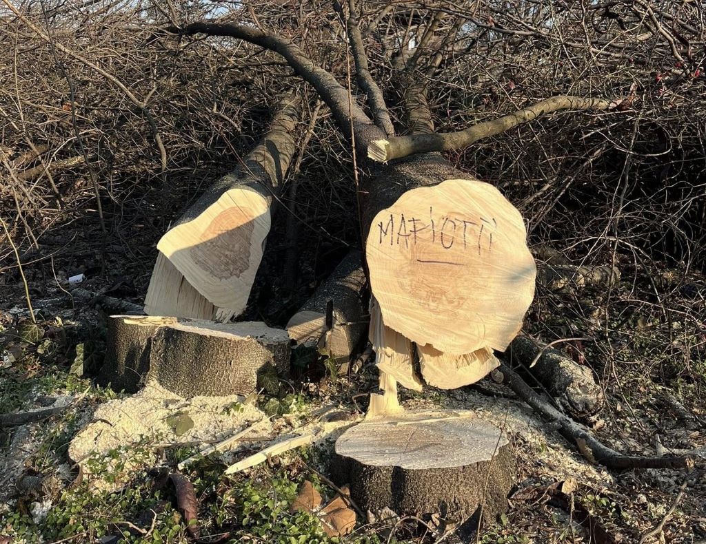 Parcul IOR defrișări, mafioții