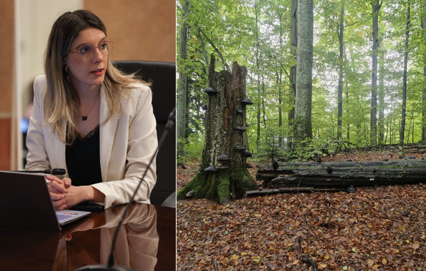 Diana Buzoianu Codrii Seculari UNESCO Strâmbu Băiuț