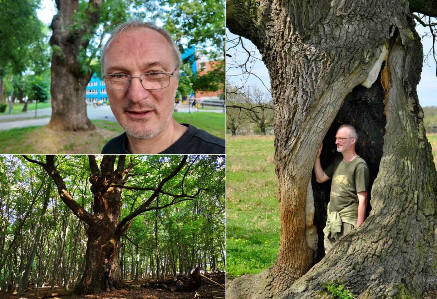 Tibor Hartel, Mihai Goțiu, arbori remarcabili
