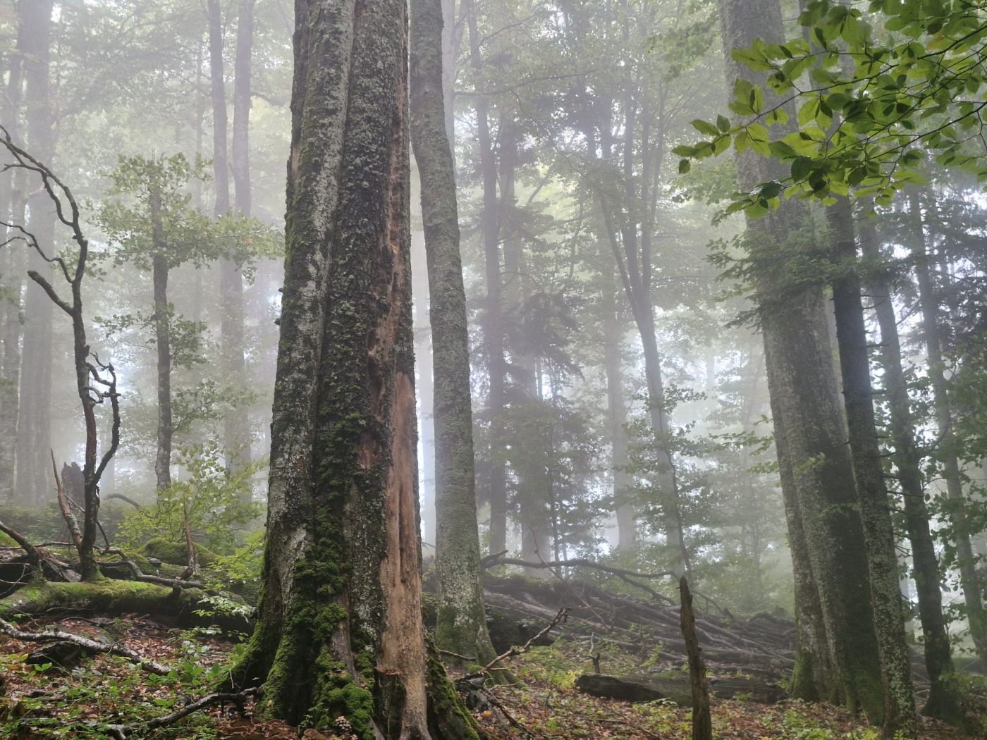 Strâmbu Băiuț Codrii Seculari UNESCO Verde Curat