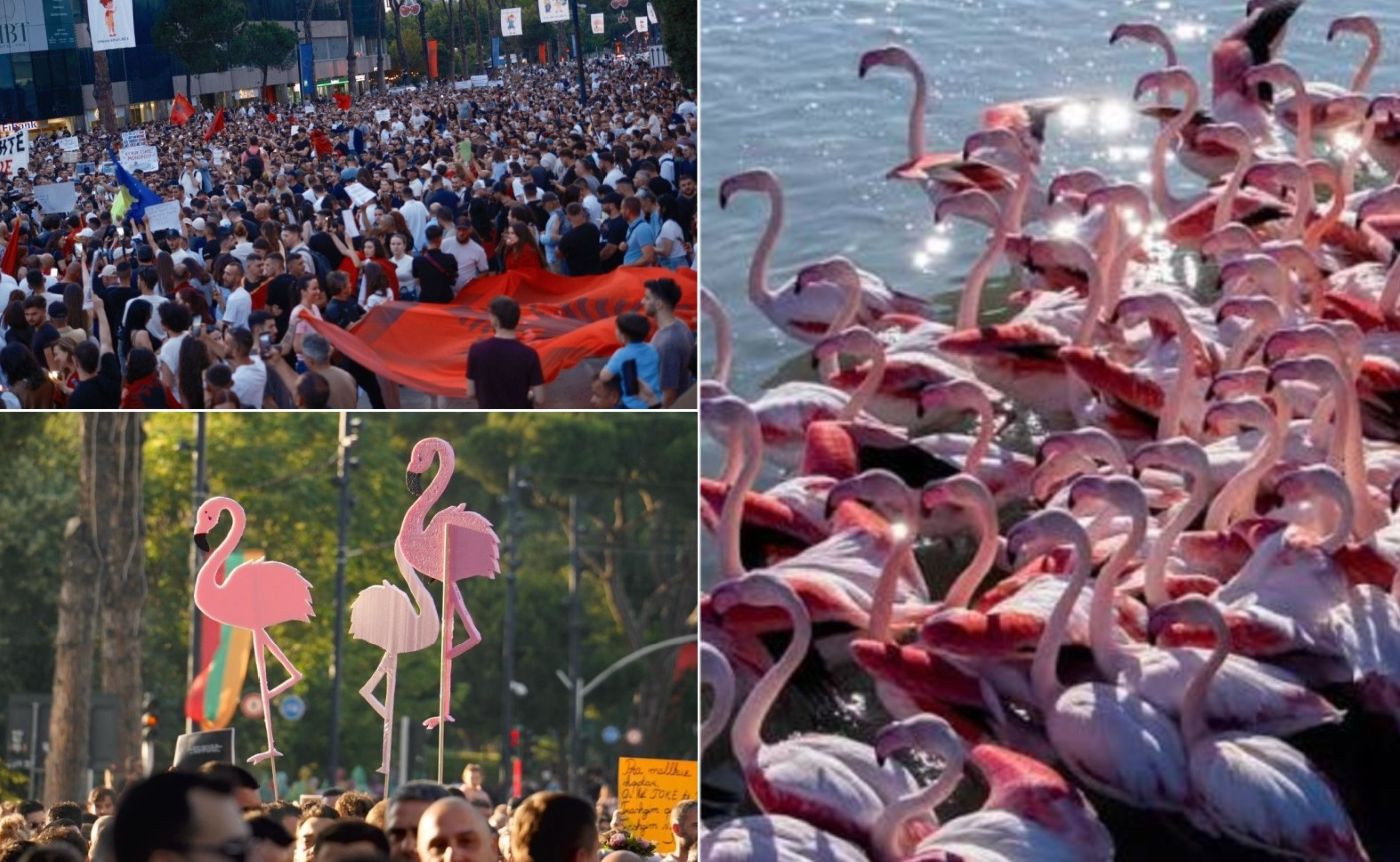 Revoluția Revolution Flamingo Albania