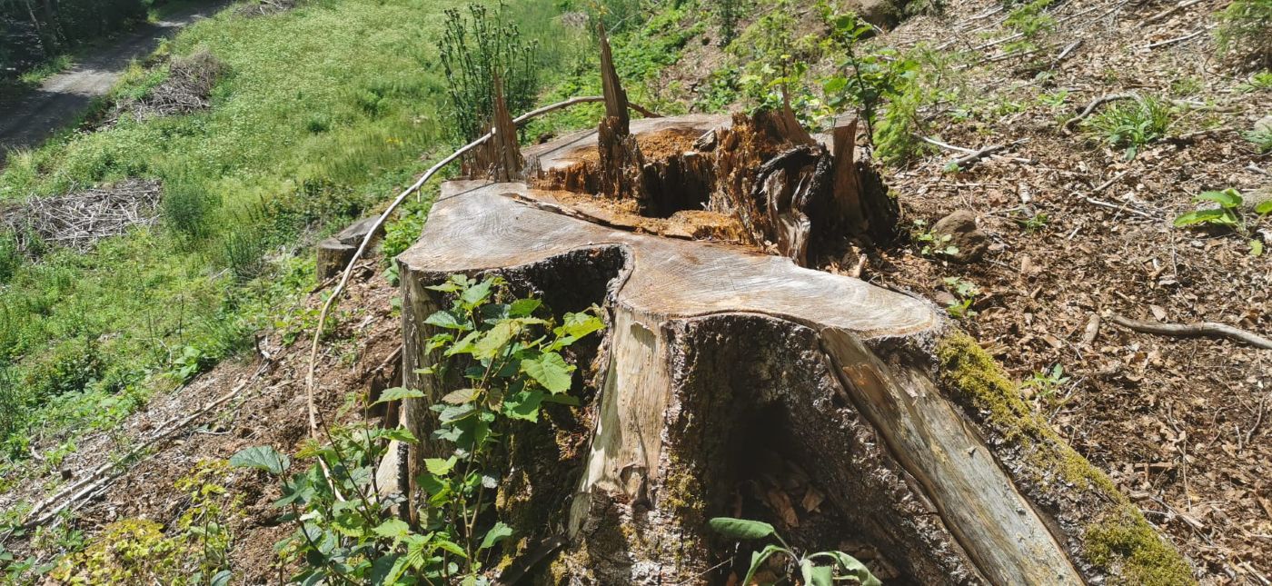 Tăieri Austro Someș Sita Natura 2000 Răstolița