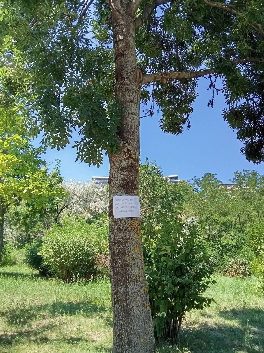 Arbori amenințați cu defrișarea pe Faleza Dunării din Galați