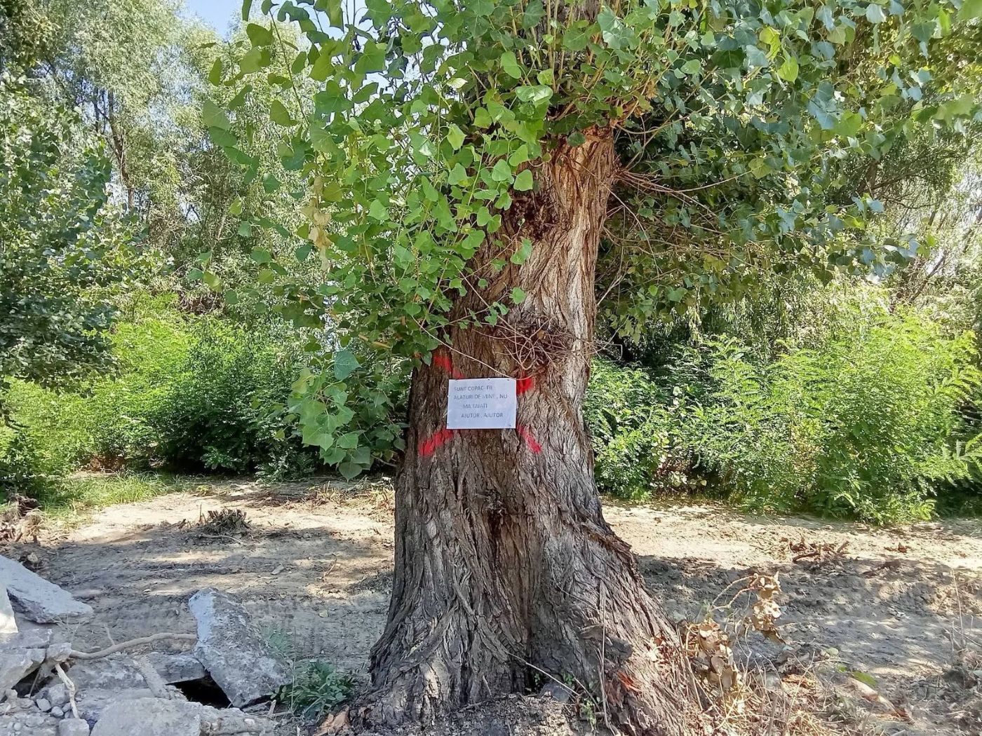 Arbori amenințați cu defrișarea pe Faleza Dunării din Galați