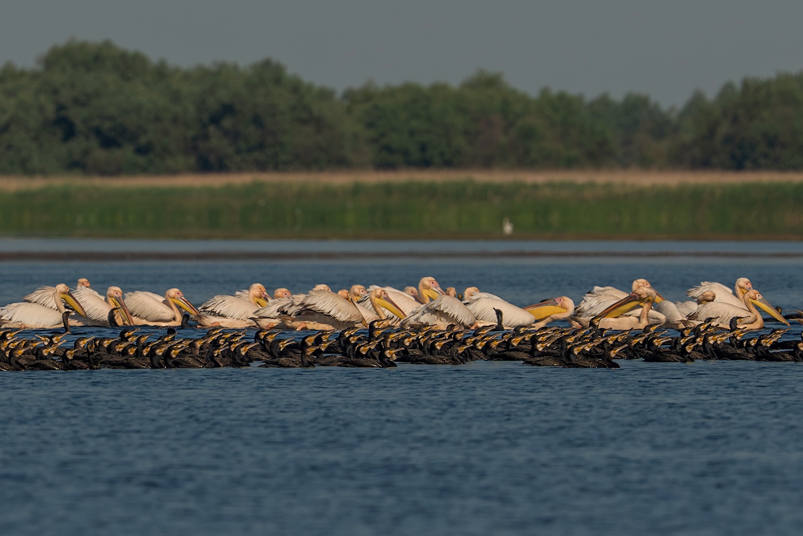 Cormorani și pelicani. Foto: Potozky László/ Olympus Digital Camera