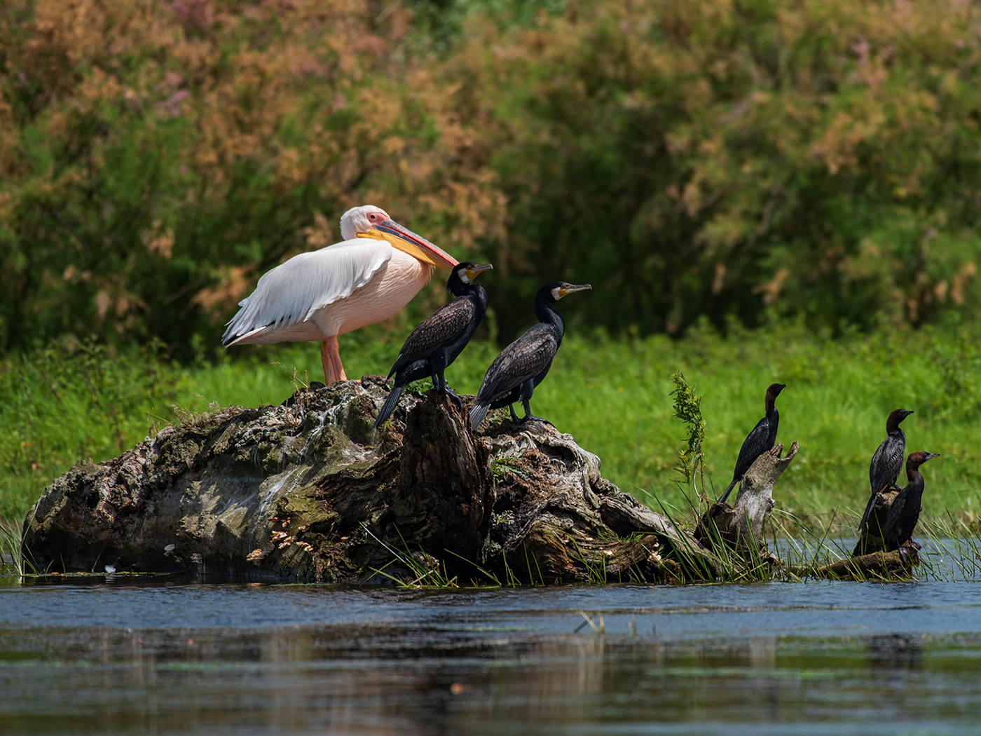 Pelican și cormoranul mare: Foto: Potozky László