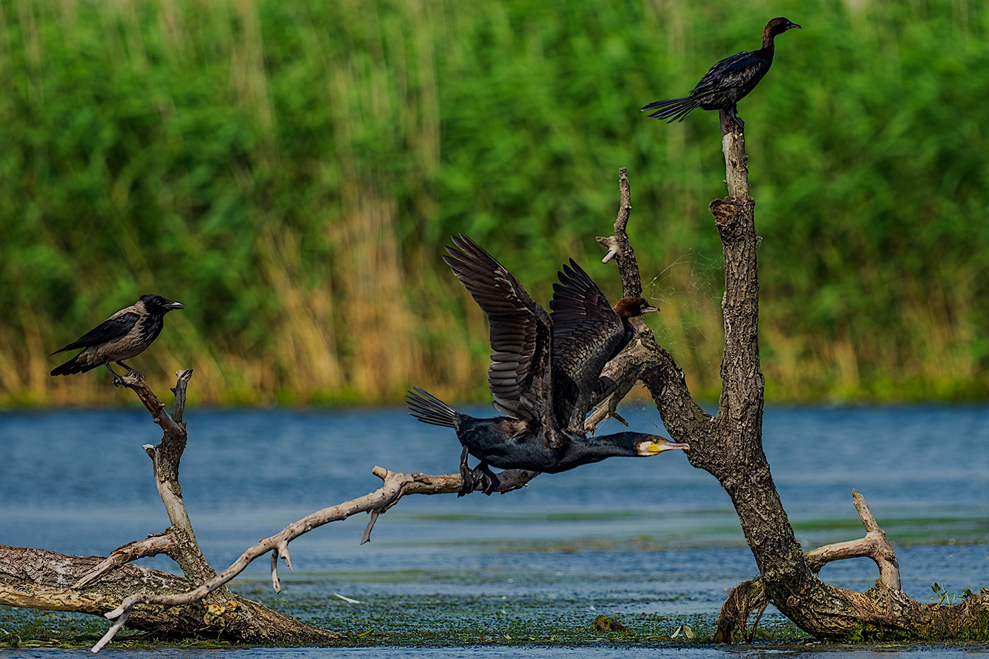 Cormoranul mare, în zbor. Foto: Potozky László/ Olympus Digital Camera