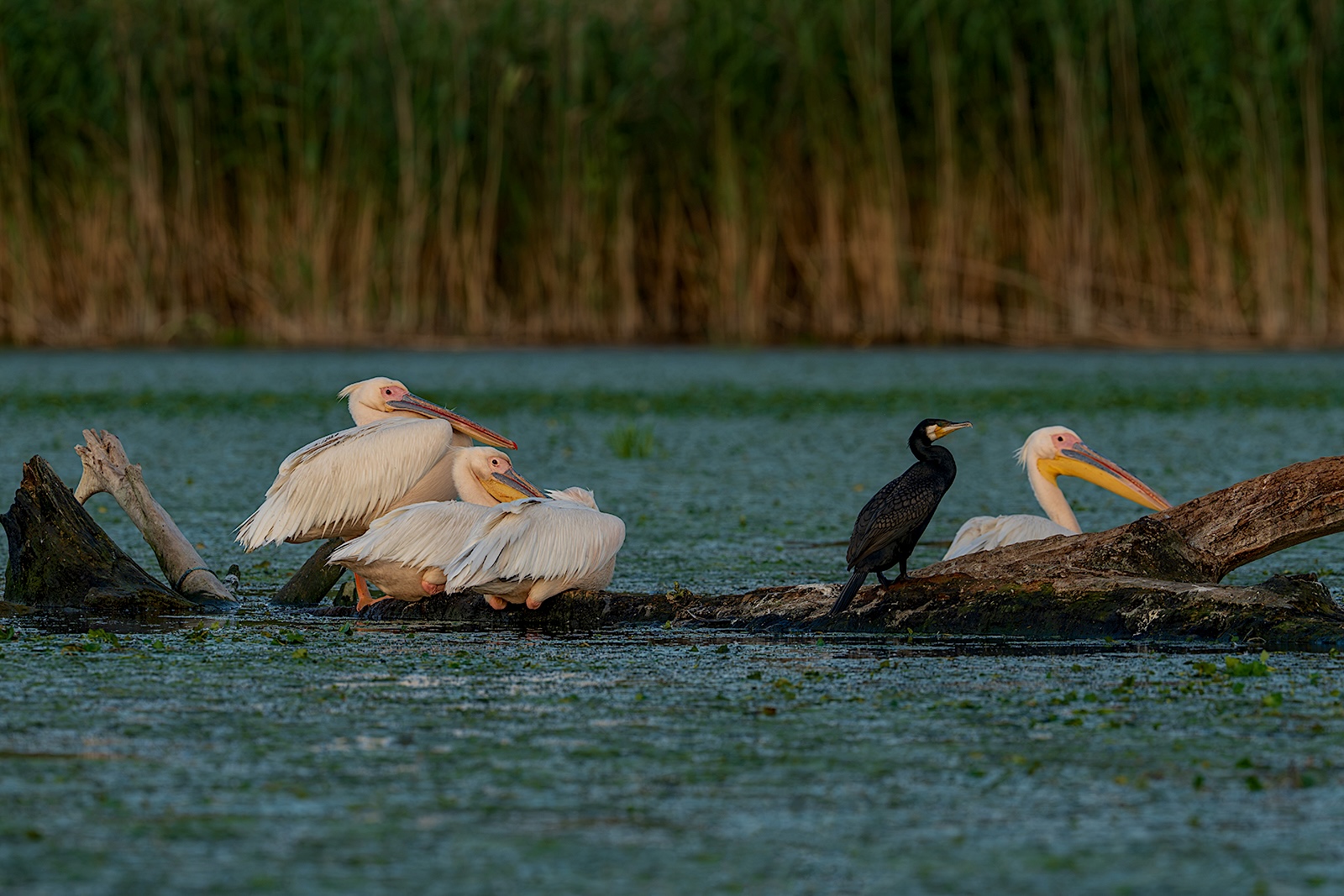 Pelicani și cormorani. Foto: László Potozky
