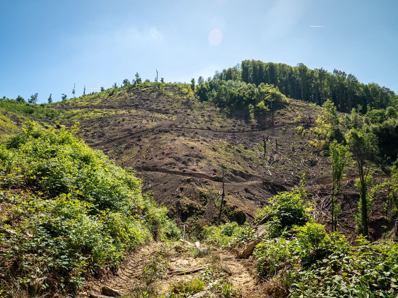 Tăieri la ras în Rusca Montană. Foto: Greenpeace