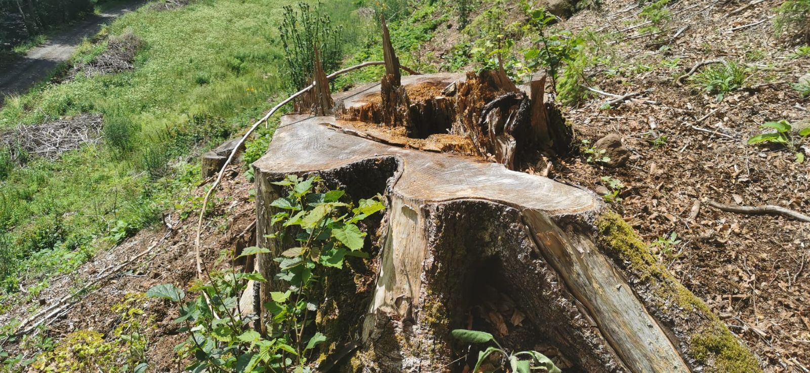 Defrișări în situl Natura 2000 Gurghiu Călimani, iulie 2026